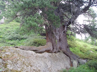 phot.jpg (60401 bytes)