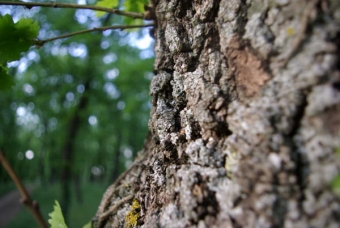 servain.jpg (60401 bytes)