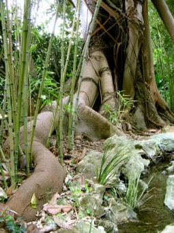 servain.jpg (60401 bytes)