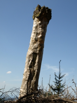 servain.jpg (60401 bytes)