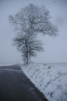 servain.jpg (60401 bytes)