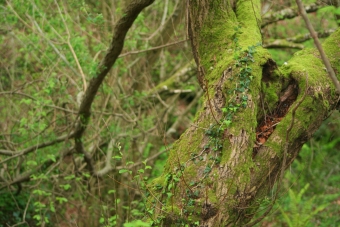 servain.jpg (60401 bytes)