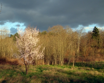 servain.jpg (60401 bytes)