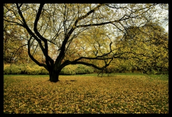 servain.jpg (60401 bytes)