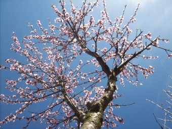 servain.jpg (60401 bytes)