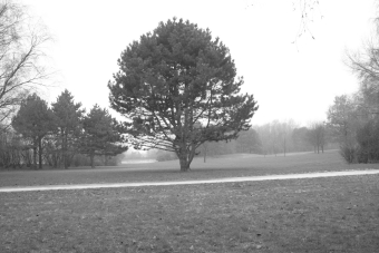 phot.jpg (60401 bytes)