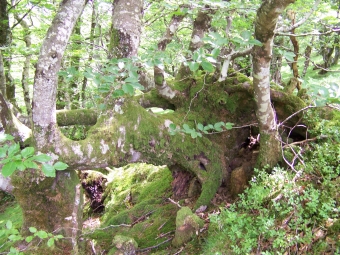 servain.jpg (60401 bytes)