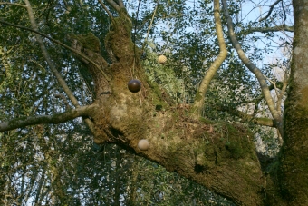 servain.jpg (60401 bytes)