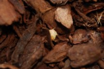 servain.jpg (60401 bytes)