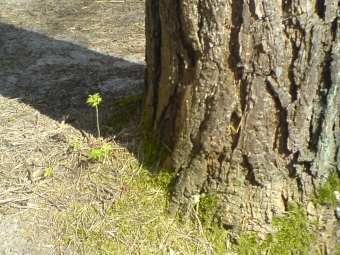 servain.jpg (60401 bytes)