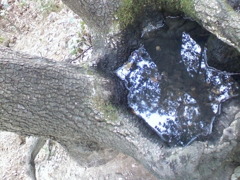 servain.jpg (60401 bytes)