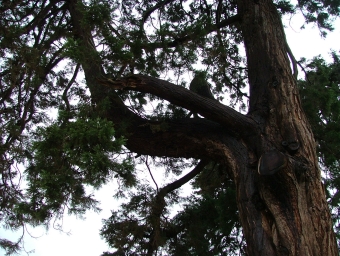 servain.jpg (60401 bytes)