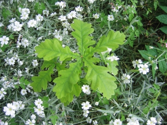 servain.jpg (60401 bytes)