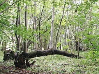 phot.jpg (60401 bytes)