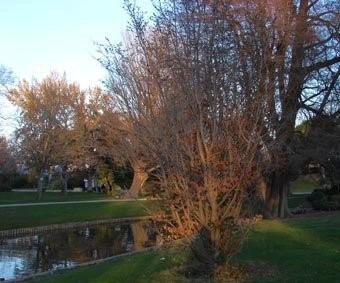 servain.jpg (60401 bytes)