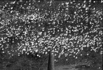 servain.jpg (60401 bytes)