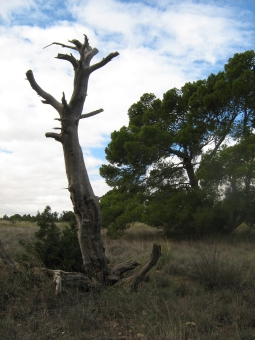 servain.jpg (60401 bytes)