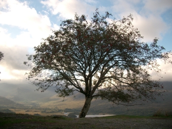 servain.jpg (60401 bytes)