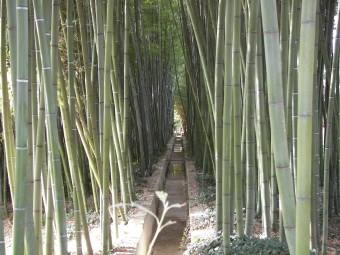 servain.jpg (60401 bytes)