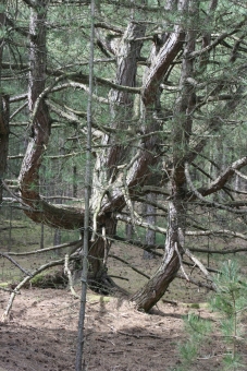 servain.jpg (60401 bytes)