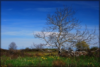 servain.jpg (60401 bytes)