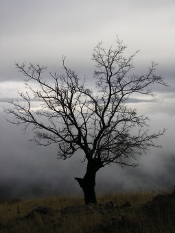 servain.jpg (60401 bytes)