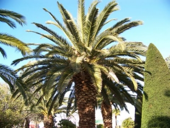 servain.jpg (60401 bytes)