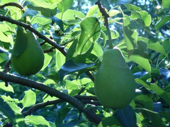 servain.jpg (60401 bytes)