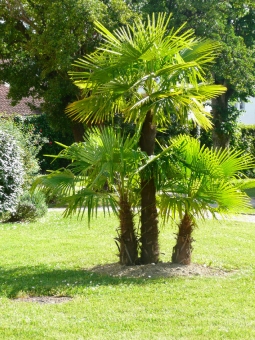 servain.jpg (60401 bytes)