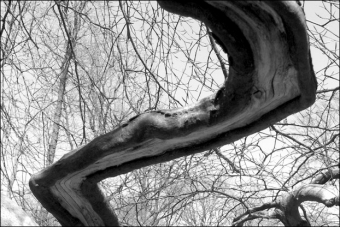 servain.jpg (60401 bytes)