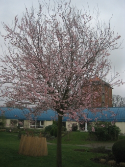 servain.jpg (60401 bytes)