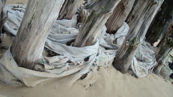 servain.jpg (60401 bytes)