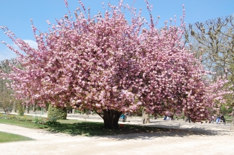 servain.jpg (60401 bytes)