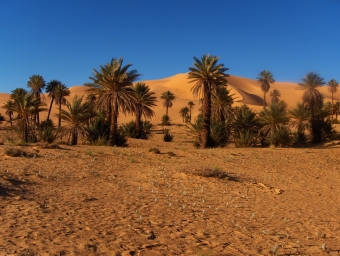 servain.jpg (60401 bytes)