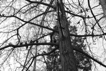 servain.jpg (60401 bytes)