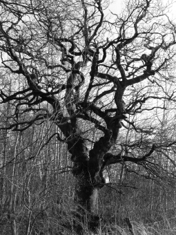 servain.jpg (60401 bytes)