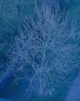 servain.jpg (60401 bytes)