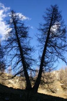 servain.jpg (60401 bytes)