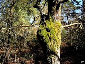 servain.jpg (60401 bytes)