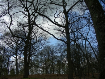 servain.jpg (60401 bytes)