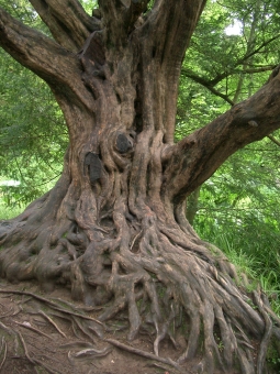 servain.jpg (60401 bytes)