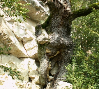 servain.jpg (60401 bytes)