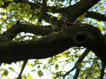 servain.jpg (60401 bytes)