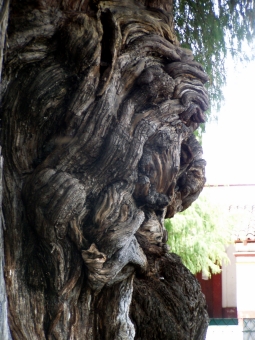 servain.jpg (60401 bytes)