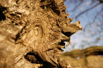 servain.jpg (60401 bytes)