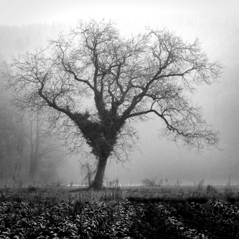 servain.jpg (60401 bytes)