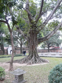 servain.jpg (60401 bytes)