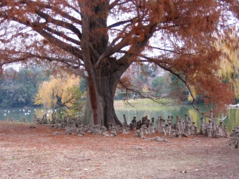 servain.jpg (60401 bytes)