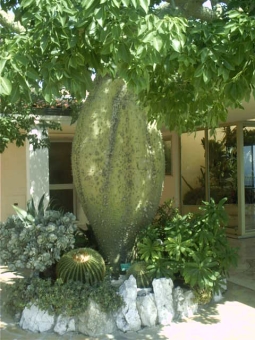 servain.jpg (60401 bytes)