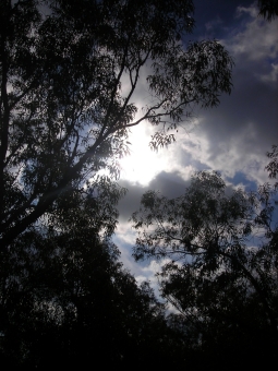 servain.jpg (60401 bytes)